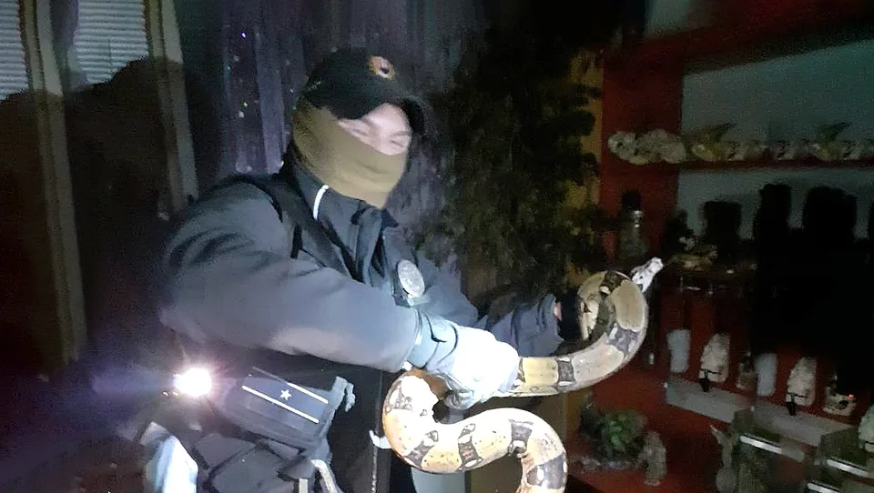 Read more about the article Z terária ušiel veľhad kráľovský, odchytili ho prievidzskí policajti