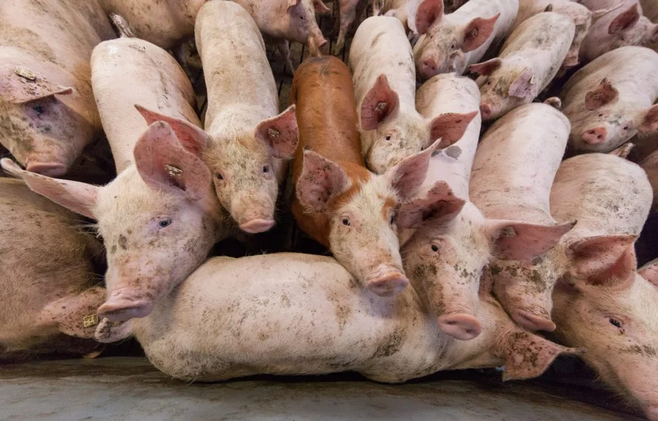 Read more about the article Africký mor ošípaných sa na Slovensku rozšíril, upozorňuje agrorezort