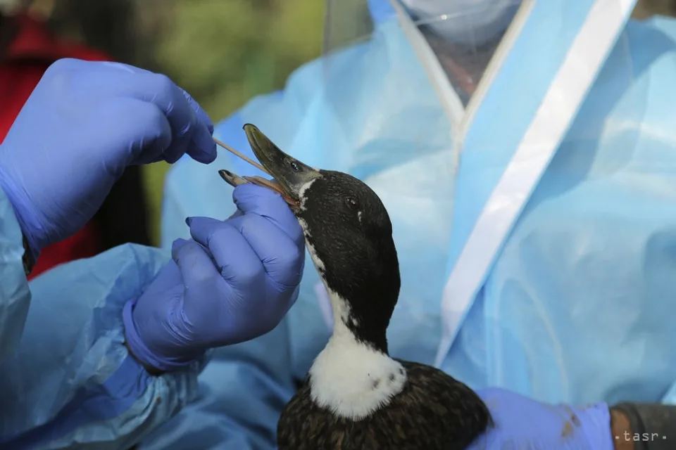 Read more about the article Mimoriadne opatrenia v Senickom okrese pre vtáčiu chrípku