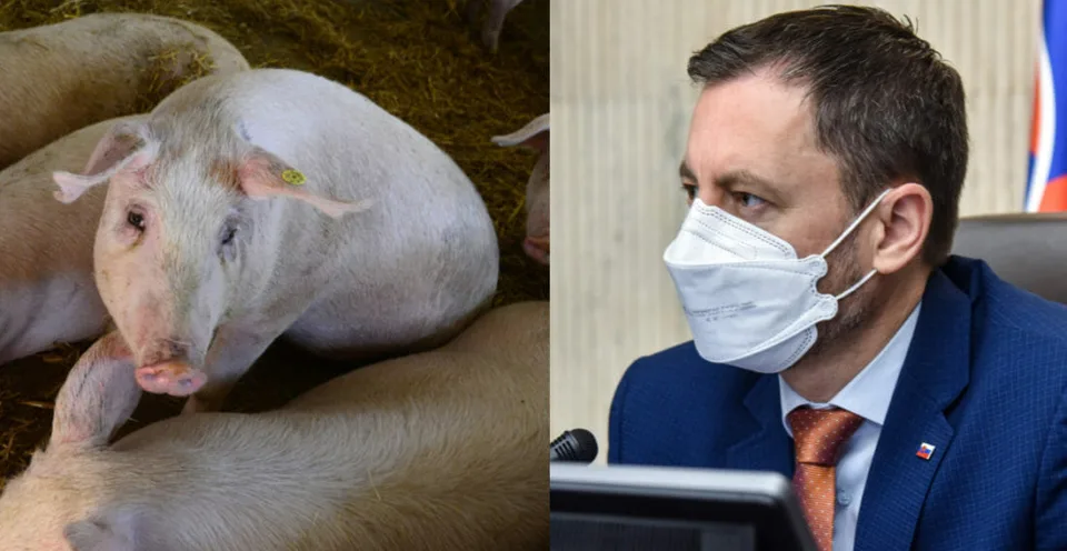 Read more about the article Premiéra to znepokojilo! Heger reagoval na podozrenia z „prasačín“ ohľadne dotácií na prasce