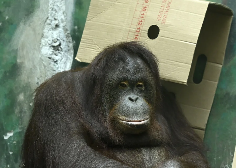 Read more about the article Zábava vo veľkom štýle: Príbeh orangutanov dojíma návštevníkov ZOO