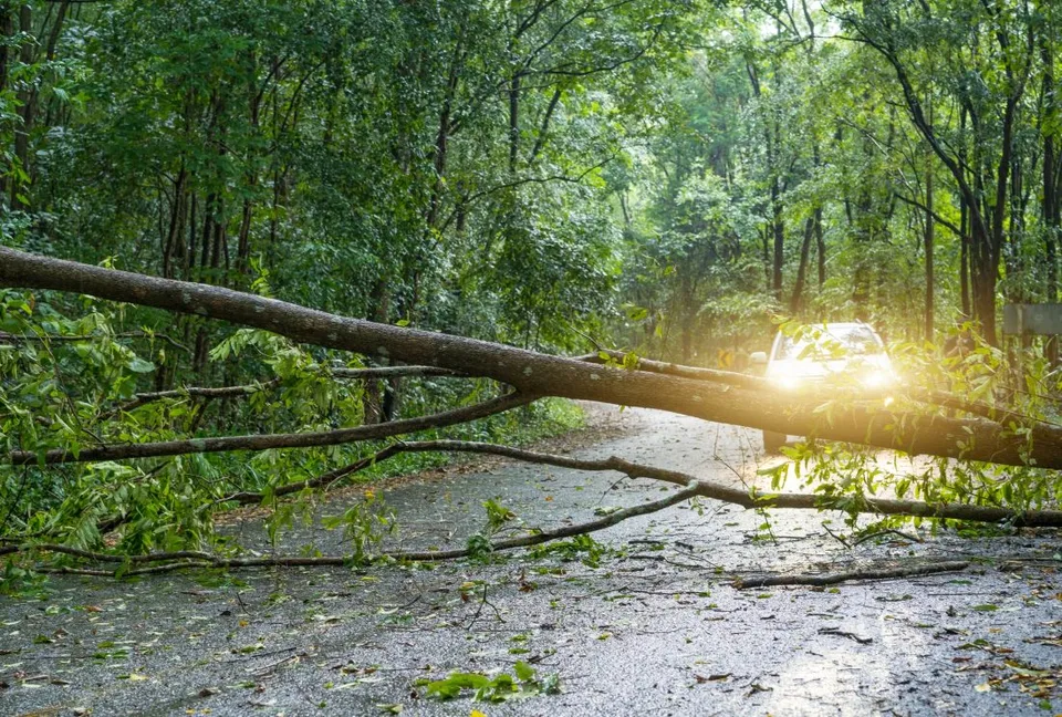 Read more about the article V bratislavských mestských lesoch evidujú po víkende viacero spadnutých stromov