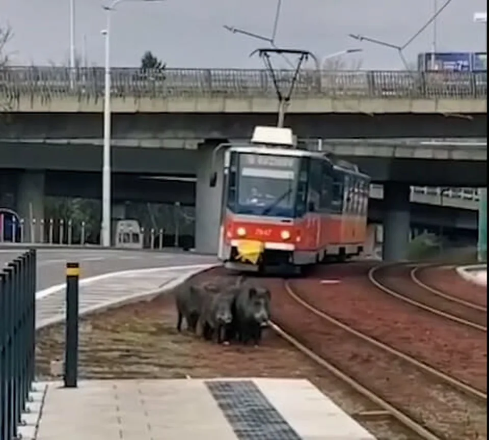 Read more about the article VIDEO To musíte vidieť: Vodič električky v Bratislave sa nestačil diviť!