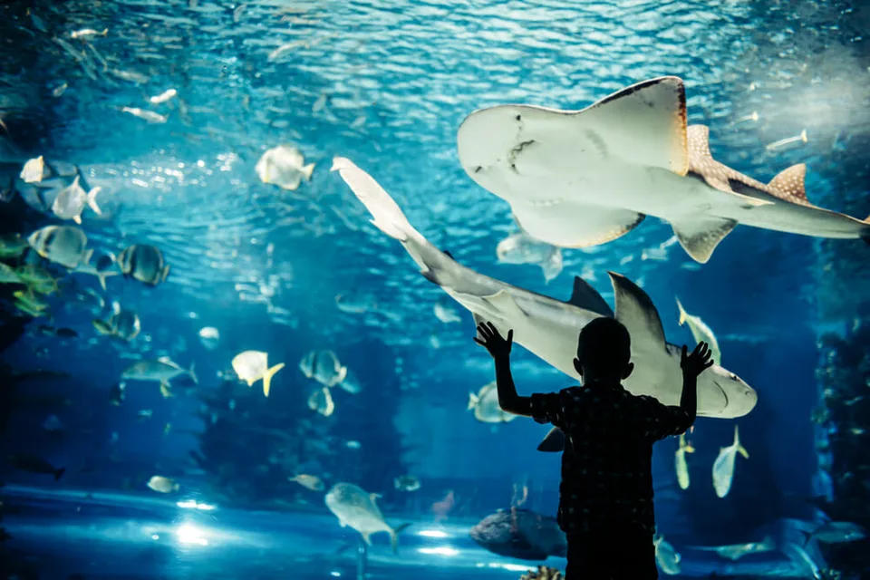 Read more about the article V talianskom oceanáriu sa narodilo mláďa. Má to však jeden háčik