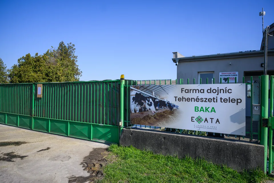 Read more about the article Po vakcinácii chovov so slintačkou sa hľadá spôsob, ako likvidovať telá zvierat