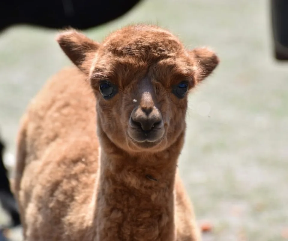 Read more about the article Bratislava: Areál zoo je zatvorený pre nepriaznivú predpoveď počasia
