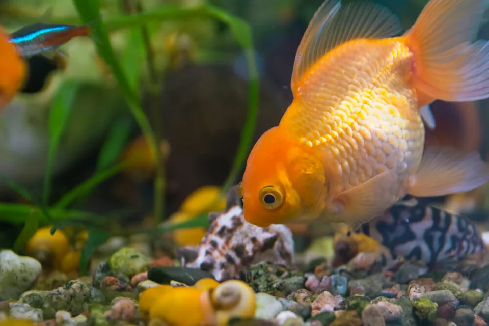 Read more about the article VIDEO Veterinári operovali rybku z akvária, aby jej zachránili zrak