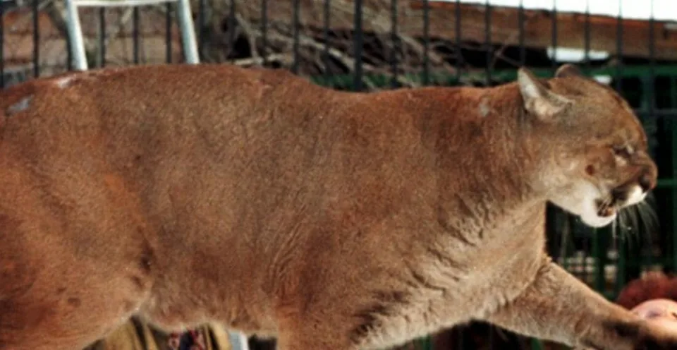 Read more about the article Na deväťročnú Američanku zaútočila počas stanovačky puma
