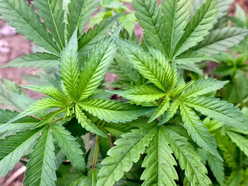 Read more about the article Nemecký minister zdravotníctva trvá na legalizácii marihuany aj napriek odporu