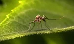 Ilustračná fotografia