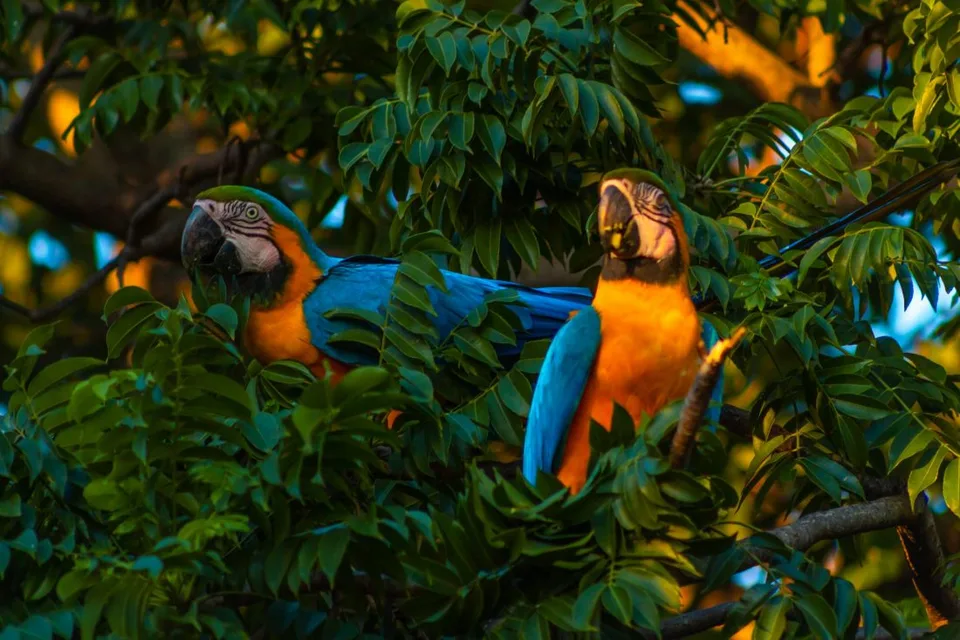Read more about the article Nové prírastky v košickej zoologickej záhrade už vyleteli z hniezda