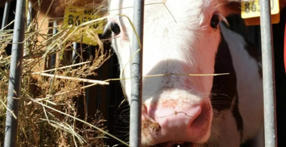 Read more about the article Kollárov poslanec chce presadiť zavedenie tzv. farmárskeho bitúnka