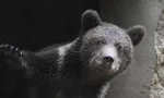 medveď
