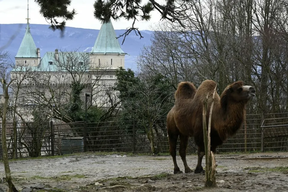 You are currently viewing Bojnickú zoo budú môcť navštíviť len očkovaní a ľudia po prekonaní COVID-19