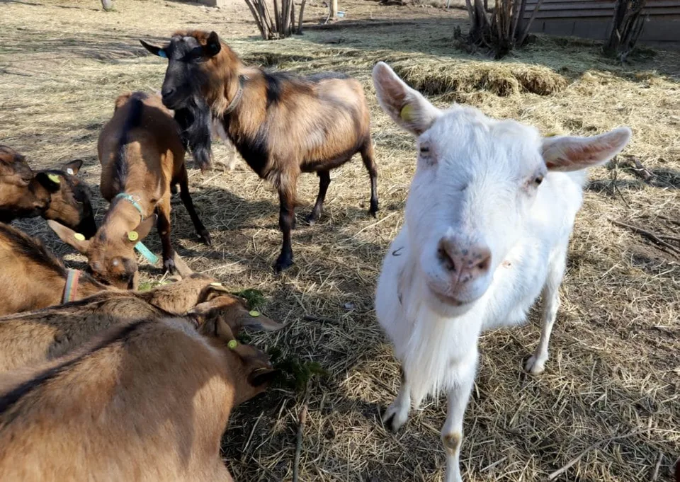 Read more about the article Nie, nie je to žart. Španieli nasadili do boja s ohňom kozy a ovce!