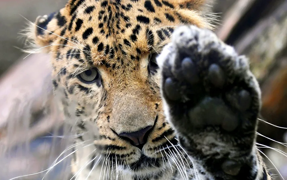 Read more about the article Košická ZOO sa môže pochváliť novým prírastkom