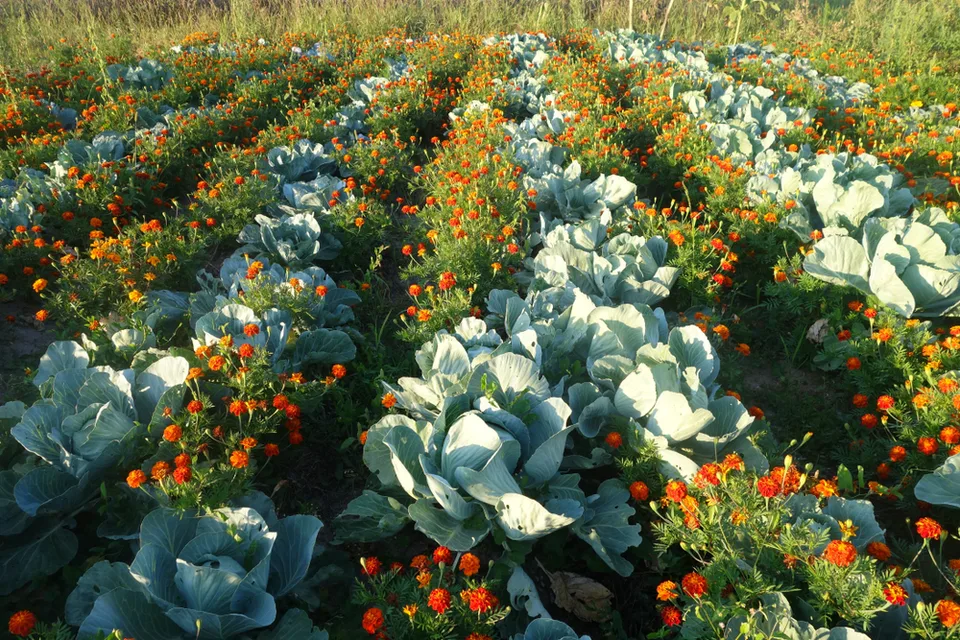 Read more about the article Skrytá sila rastlín – alelopatia
