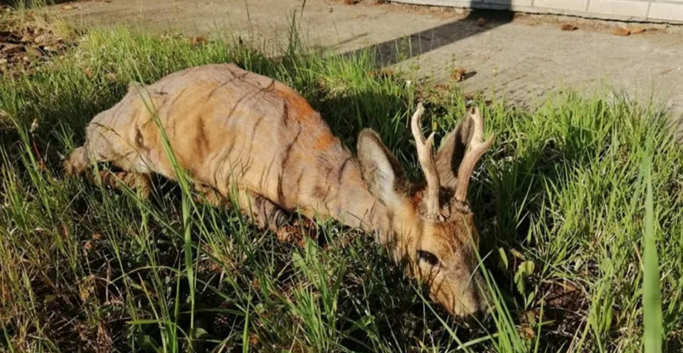 Read more about the article Pytliak z Veľopolia ulovil divú zver vo dvore rodinného domu