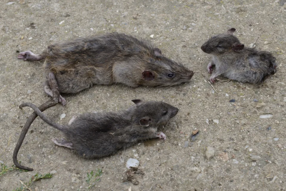 Read more about the article TOTO rozum neberie! Animal Hoarding? Nemka chovala v dome 800 potkanov