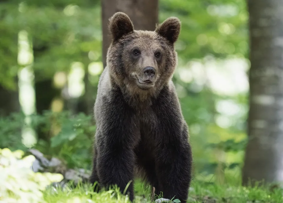 Read more about the article Medveď: obeť alebo predátor