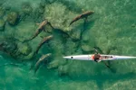 Dron