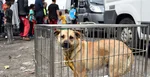 Odchytová akcia túlavých psov v rómskej osade v Trebišove, archívna snímka.