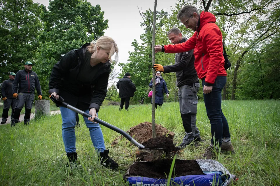 Read more about the article Svet je zachránený, Čaputová aj so svojím tímom zase sadila stromčeky