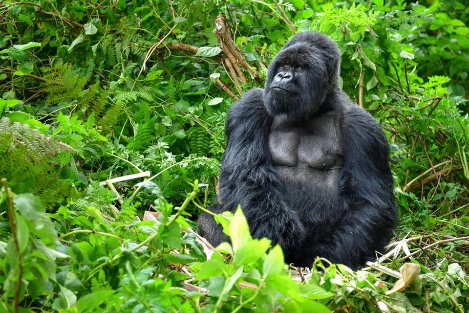Read more about the article Gorily v kalifornskej zoo mali pozitívny test na koronavírus