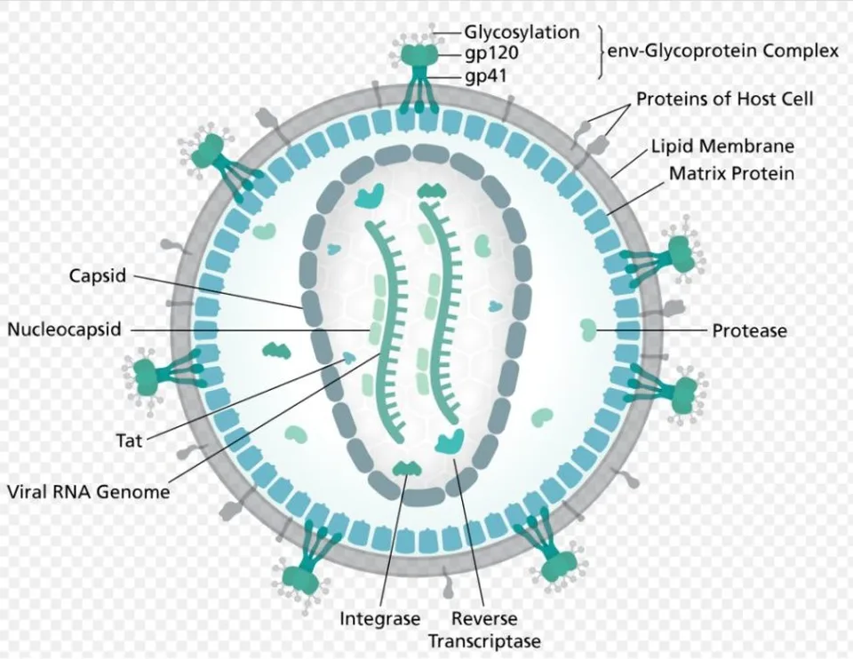 You are currently viewing Liek proti HIV môže obmedziť hromadenie nebezpečných proteínov. Pomôže to pri demencii?