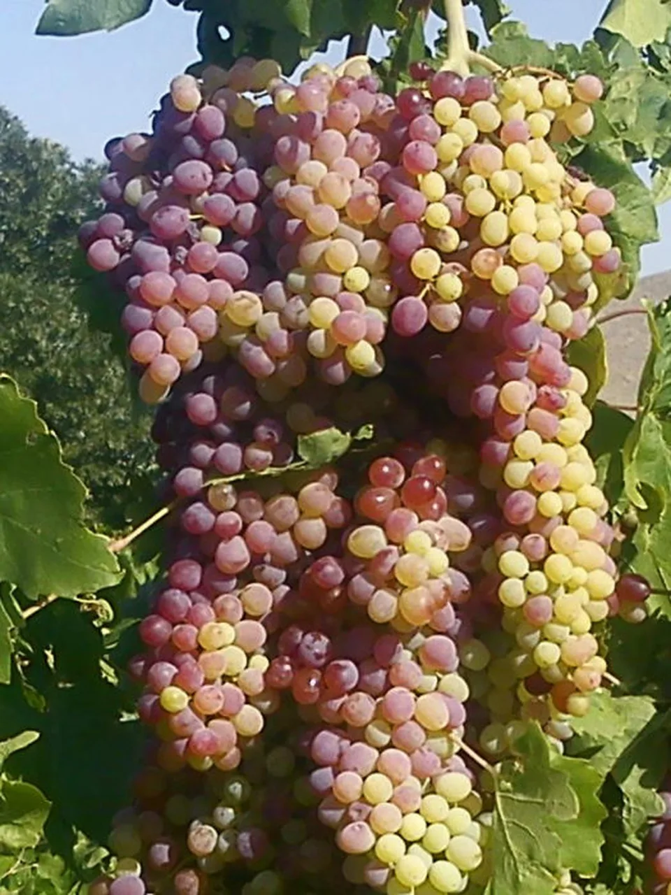 Read more about the article Úroda hrozna bude nižšia o 40%, ale kvalita by mohla byť “výnimočná”