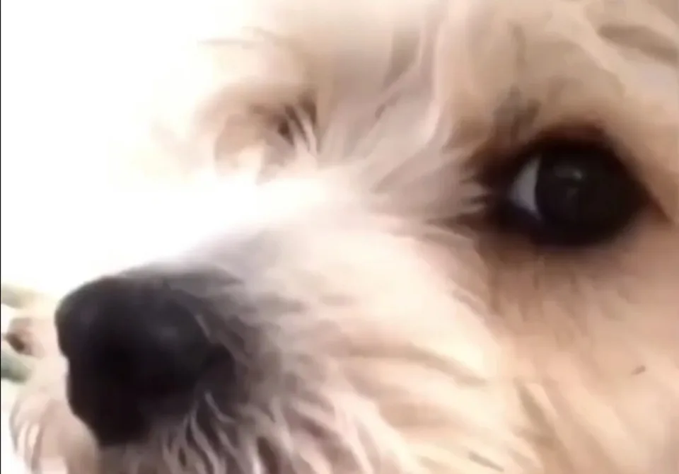 You are currently viewing Obozretný