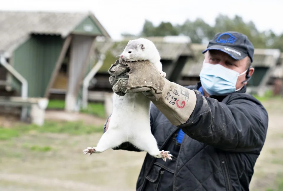 Read more about the article V Dánsku koronovírus nebezpečne mutuje! Zlikvidujú všetky norky