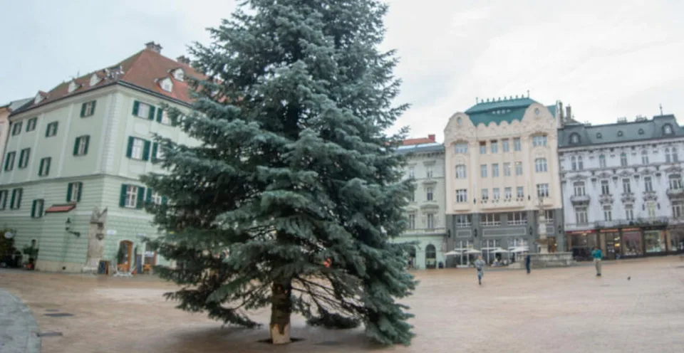 Read more about the article FOTO Bratislava má jedľu srienistú. V centre už stojí vianočný stromček, ide o dar zo záhrady