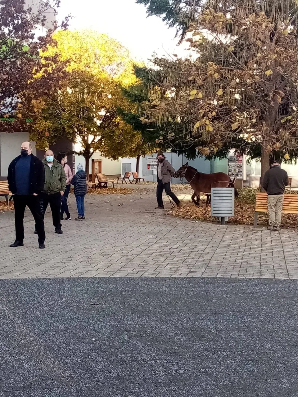 Read more about the article ONLINE: Muž chcel test pre osla a iné nevídanosti. Sobota priniesla kuriozity