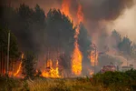 hasiči sa snažia uhasiť plamene šíriace sa v lesnom poraste počas lesného požiaru
