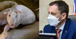 Z dotácií na ošípané je znepokojený aj premiér Heger