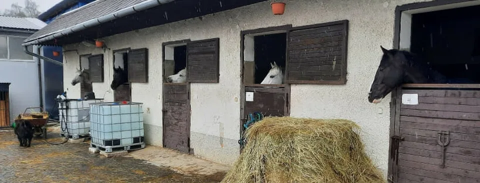 Read more about the article FOTO Kde skončili kone z Ukrajiny, ktoré pred vojnou zachránilo dievča?