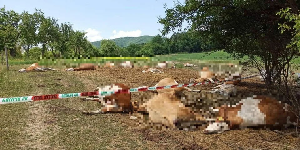 Read more about the article FOTO Hotový masaker! V Bolešove prišli o desiatky kráv, úhyn dobytka rieši polícia