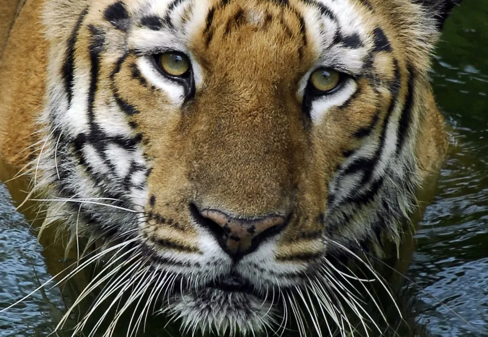 Read more about the article Tiger v ukrajinskej zoo smrteľne pohrýzol opatrovateľa, keď ho kŕmil
