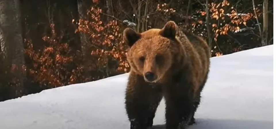 Read more about the article MIMORIADNE Na Liptove útočil medveď! Naháňal dvoch ľudí, zanechal po sebe mŕtvu ženu