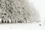 Sneženie, sneh