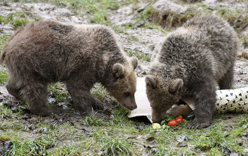 You are currently viewing Vianoce v Zoo: Cez sviatky sa o zvieratá v zoo starajú chovatelia, službu má zoológ